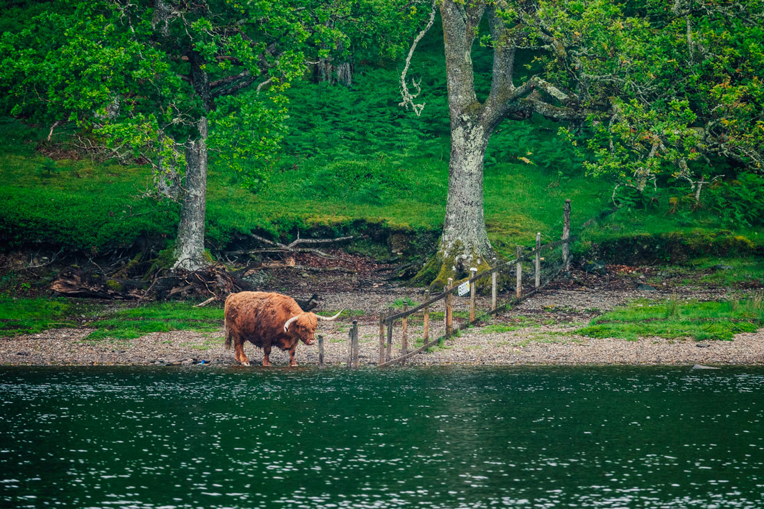 faune-loch-lomond